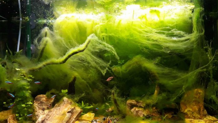 Alghe in acquario: rimedi contro le specie più comuni