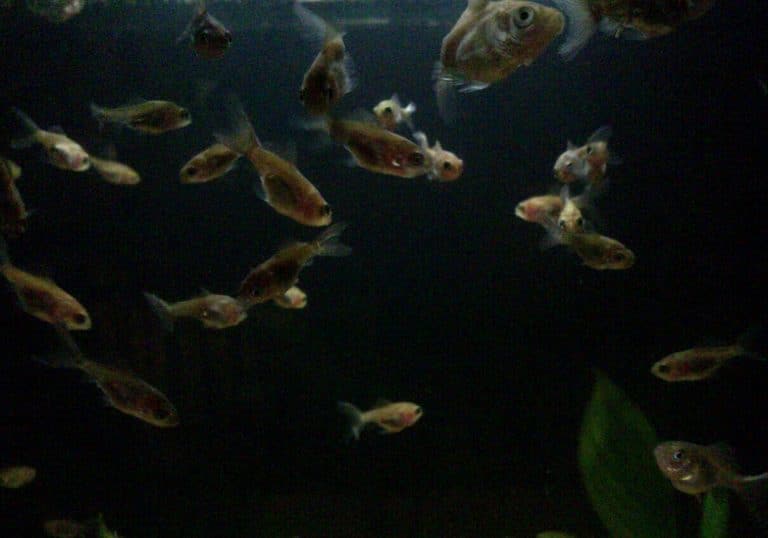 alimentazione avanotti pesci rossi in acquario