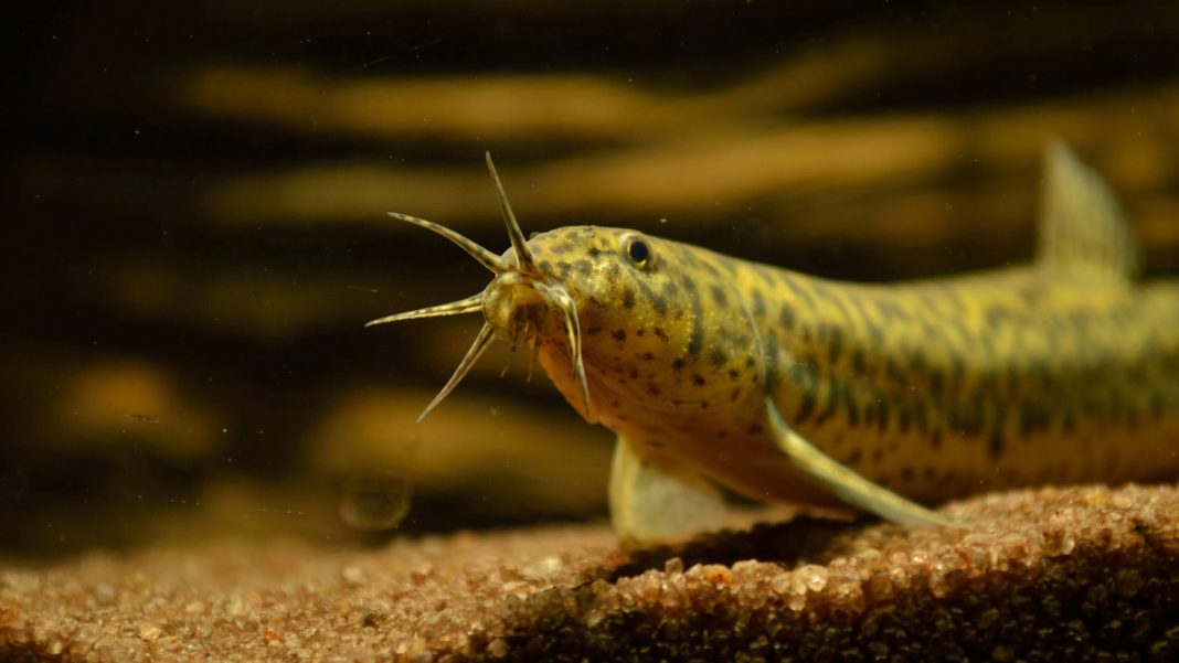 Misgurnus anguillicaudatus