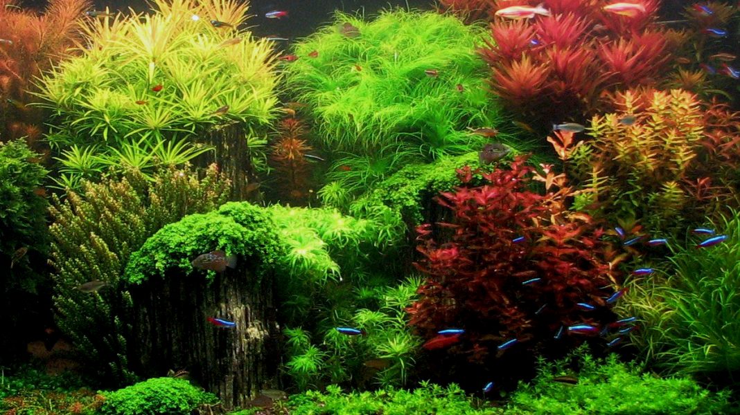 Piante d'acquario e zone di origine