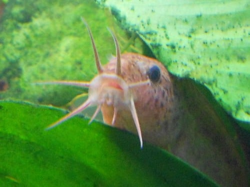 primo piano misgurnus anguillicaudatus