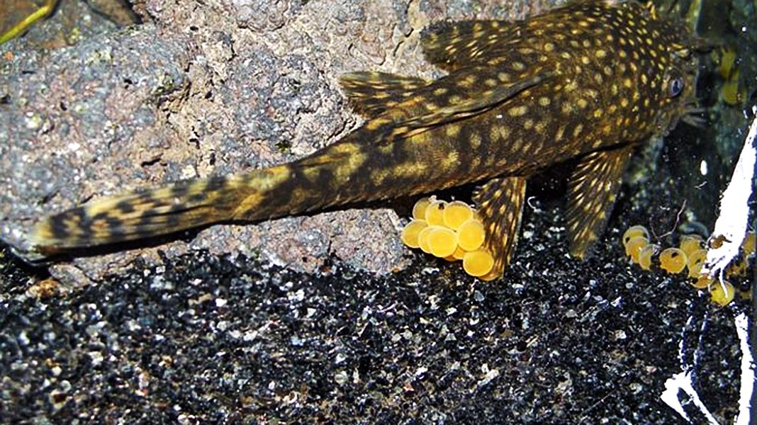 Riproduzione Ancistrus dolichopterus