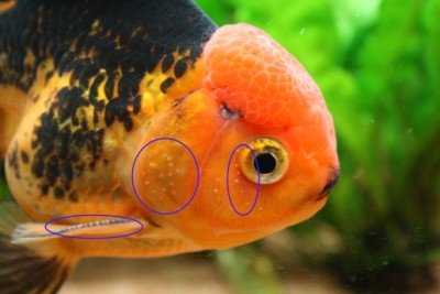 Maschio di pesce rosso con tubercoli nuziali