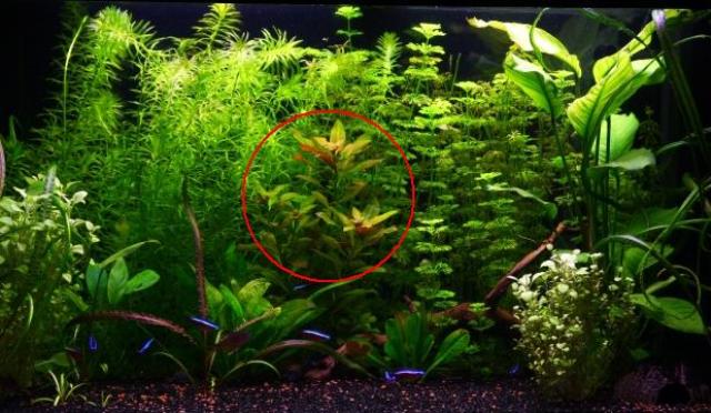 Acquario con Ludwigia