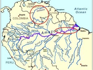 Amazzonia Hemigrammus rhodostomus