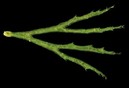 Ceratophyllum demersum foglia