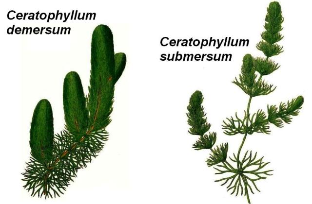 Ceratophyllum demersum submersum