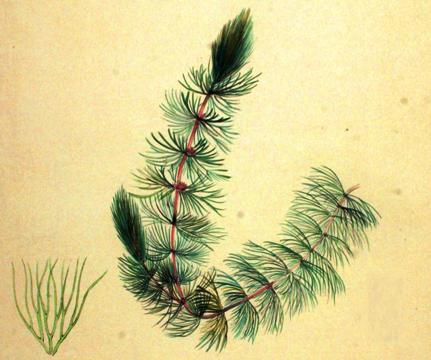 Ceratophyllum submersum 1893