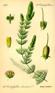 Ceratophyllum demersum 1885