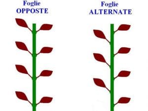 Ludwigia: foglie opposte e alternate