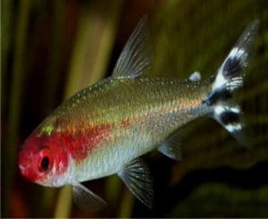 Hemigrammus bleheri