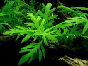 Hygrophila difformis