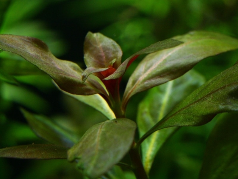 Ludwigia con luce scarsa