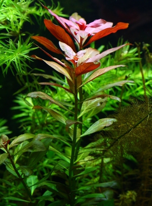 Differenza di luce sulla Ludwigia glandulosa