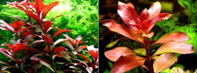 Ludwigia glandulosa Red e repens-Rubin