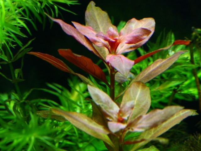 Ludwigia glandulosa