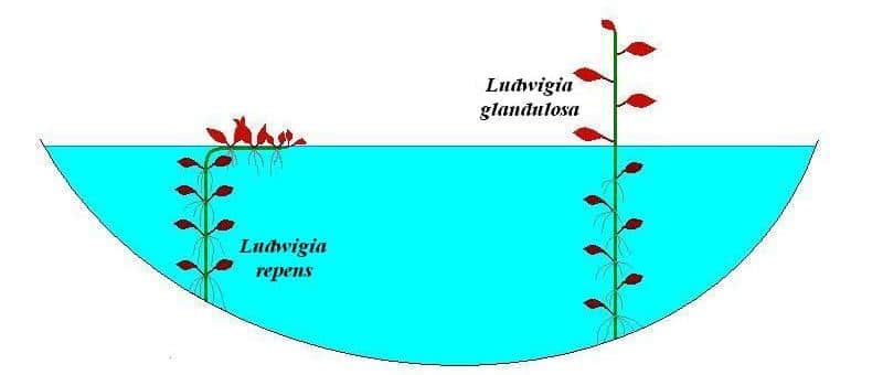 Ludwigia repens Ludwigia glandulosa