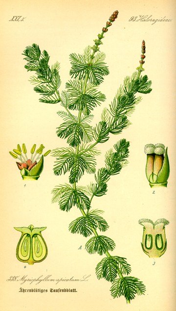 Myriophyllum - Otto Wilhelm - 1885