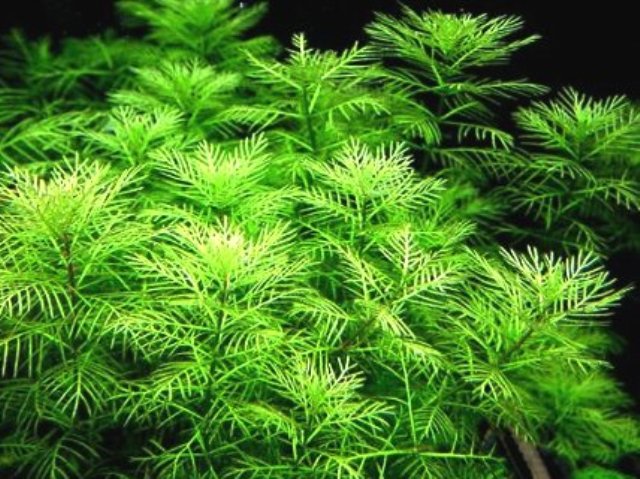 Myriophyllum matogrossense