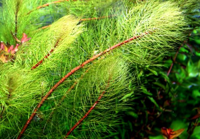 Myriophyllum pinnatum