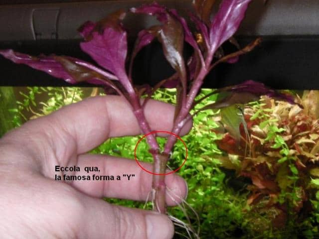 Potatura Alternanthera