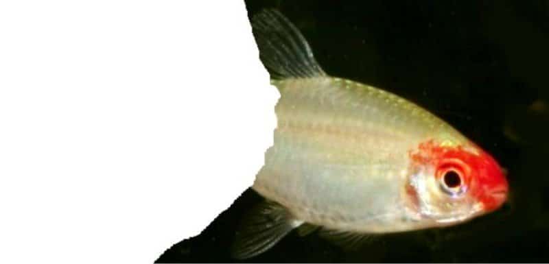 Tetra Testarossa