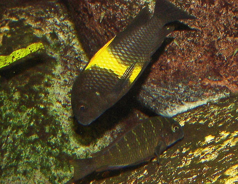 Tropheus moori