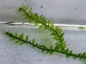 Vesicularia dubyana