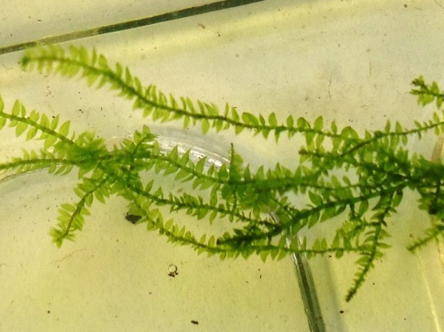 Vesicularia dubyana