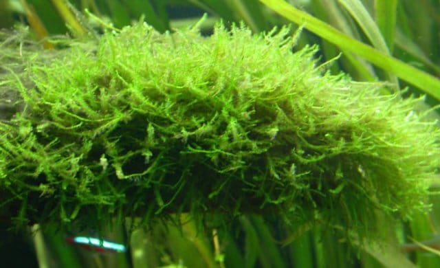 Vesicularia dubyana su legno