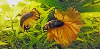 Betta Splendens: allevamento e riproduzione