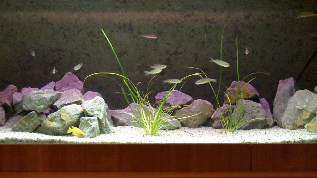 Il Lago Tanganica in acquario