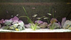 Il Lago Tanganica in acquario