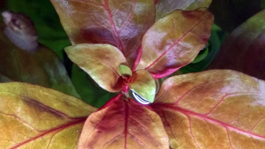 Ludwigia repens e Ludwigia glandulosa