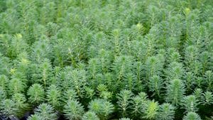 Myriophyllum in acquario: le specie più diffuse