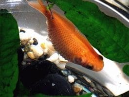 Pesce Rosso con pancia gonfia: Hoferellus carassii