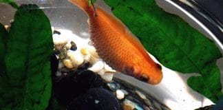 Pesce Rosso con pancia gonfia: Hoferellus carassii