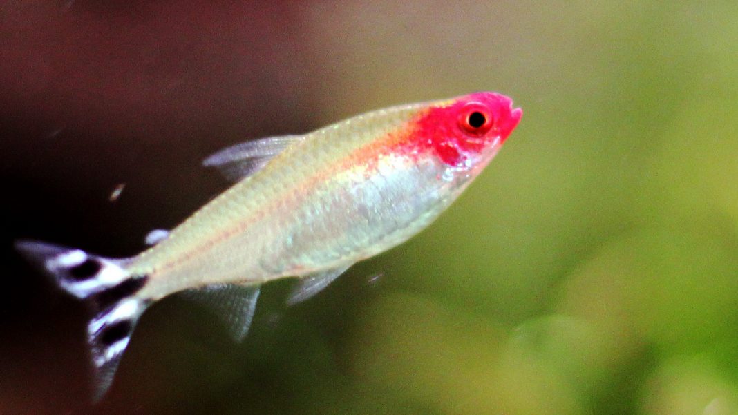 I Testarossa: Petitelle georgiae, Hemigrammus bleheri e rhodostomus