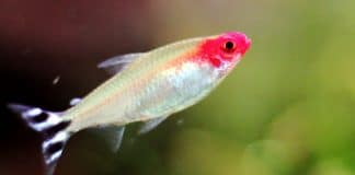 I Testarossa: Petitelle georgiae, Hemigrammus bleheri e rhodostomus