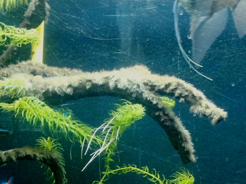 BBA su legno in Acquario amazzonico