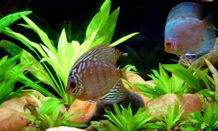 Echinodorus Acquario discus