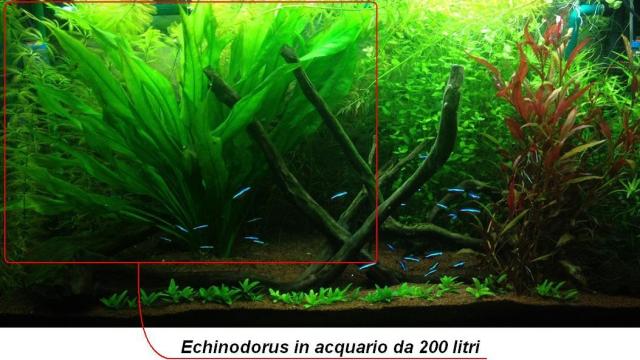 Echinodorus in 200 litri
