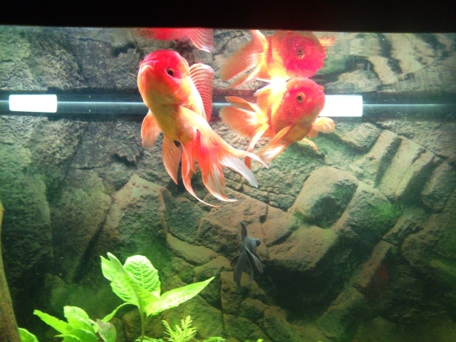 Oranda guarito da Idropisia