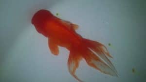 Oranda con idropisia
