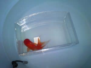 Oranda con idropisia