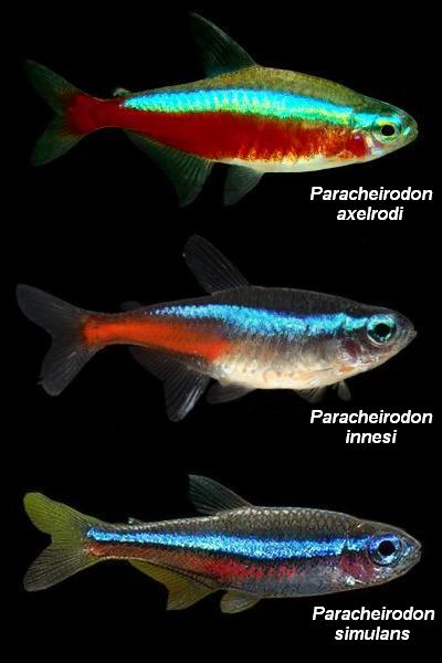 Paracheirodon classificazione pesce neon cardinale
