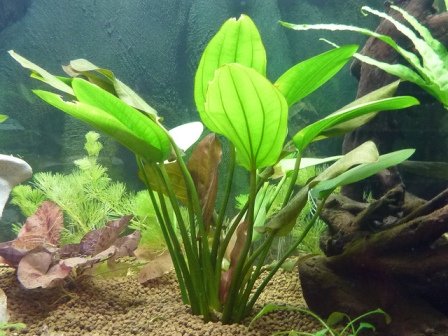Piccolo Echinodorus cordifolius