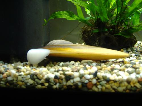Unio Pictorum