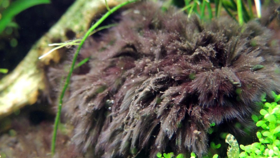 BBA: alghe a pennello in acquario