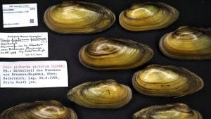 Unio pictorum, filtro naturale in acquario